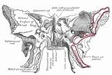 Sphenoid Bone Pterygoid Anatomy Hamulus Muscle Wing Greater Human Canal Process Inferior Plate Sutura Chirurgica 5a Left Head Occipital Wikidoc sketch template