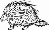 Porcupine Coloring Pages Clipart Clip Cliparts Library Kids Printable Color Printables Supercoloring sketch template