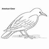 Coloring Jackdaw Crow Drawings 95kb 230px sketch template