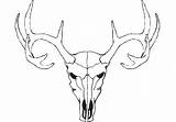 Deer Skull Head Vector Sketch Clipart Animal Drawing Buck Elk Antler Moose Drawings Easy Coloring Template Skulls Doe Pages Stag sketch template