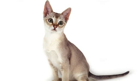 singapura cat breed information vetstreet vetstreet