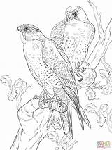 Peregrine Falcons Wanderfalke Supercoloring Halcones Falco Falchi Peregrinos Stampare Prey sketch template