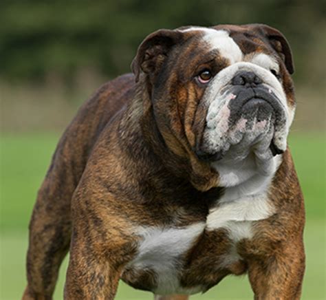 bulldog breeds     kennel club
