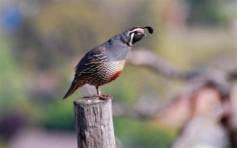 california quail  life  animals