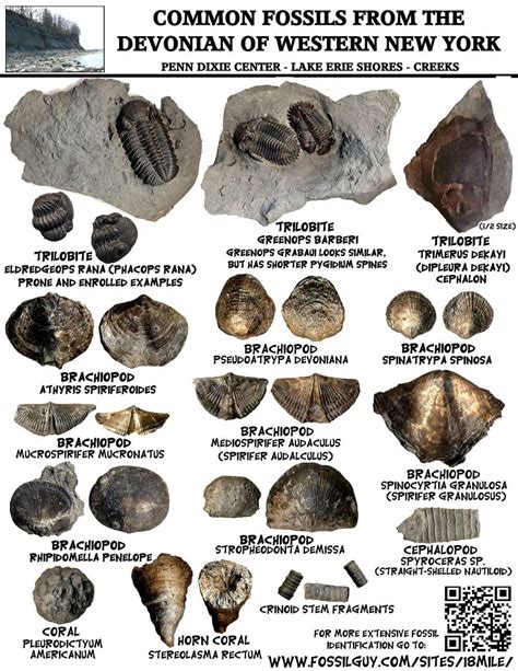 fossil identification sheets  york maryland virginia  jersey