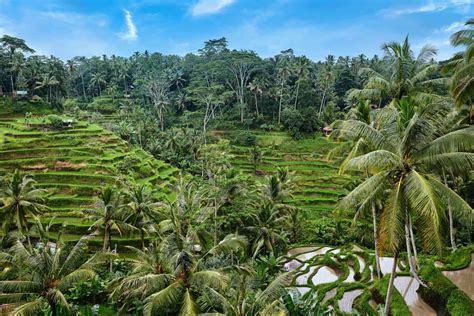 tegalalang rice terrace guide