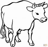 Cow Mucca Vaca Krowa Toros Bue Kolorowanka Sapi Mewarnai Vacas Stier Euter Bueyes Kolorowanki Krowy Malvorlagen Mucche Idzie Pastwisko Lembu sketch template