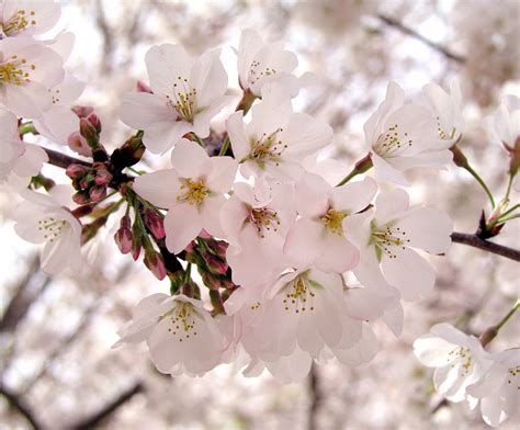 File Cherry Blossom Flowers 1  Wikipedia