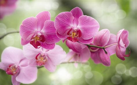 beautiful orchids wallpapers top  beautiful orchids backgrounds
