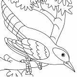 Coloring Cuckoo Bird Pages Lizard Hungry Great sketch template