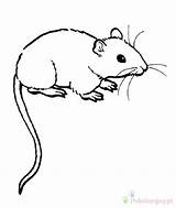 Tikus Szczur Kolorowanki Mewarnai Dzieci Ratos Rato Roedores Clipartmag sketch template