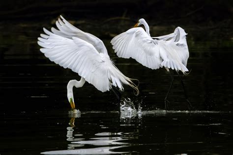 great white egret ballet