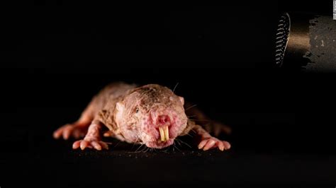 naked mole rats have accents and discriminate against foreigners cnn