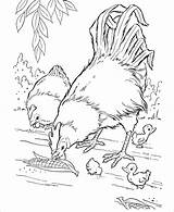 Chicken Coloring Pages Realistic Coloringbay sketch template