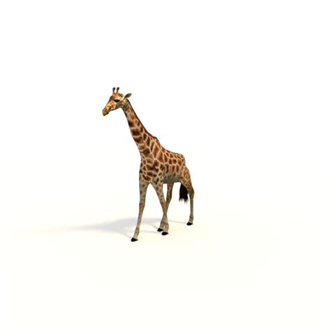 Giraffe Giraffa Animation Blend