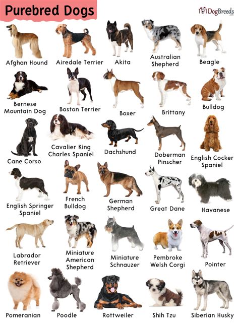 list   purebred dogs  pictures dogbreedscom