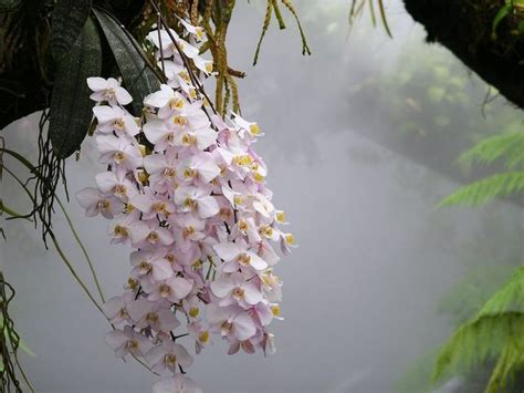amazon rainforest orchids hundreds  orchids   andean orchids pinterest gardens