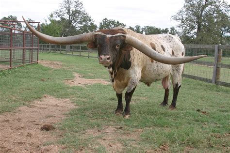 longhorn cattle cost