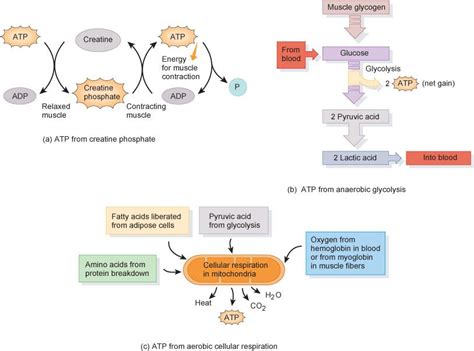 metabolic pathways biochemistry chemistry physiology