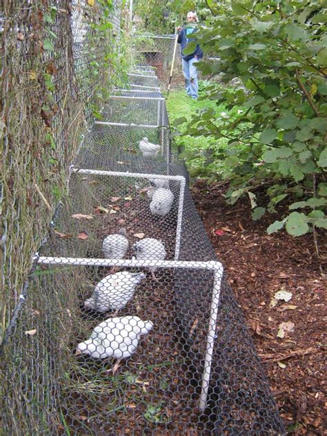 build  diy chicken tunnel   backyard