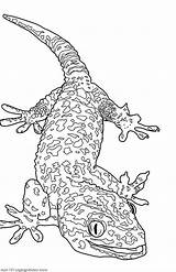 Lizard Gecko sketch template