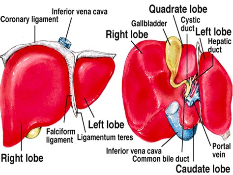 quadrate lobe  liver  duckduckgo anatomy organs anatomy