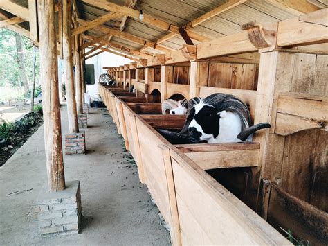 kandang kambing garut peluang usaha ternak domba garut  analisa usahanya agrowindo