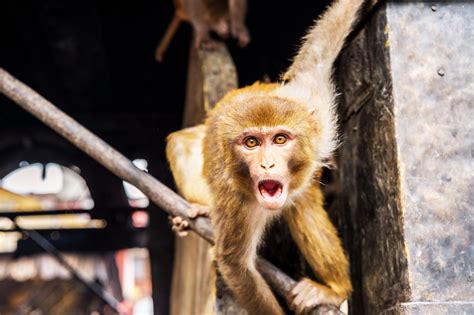 scientists  making human monkey hybrids  china mit technology review