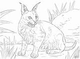 Caracal Coloring Pages Lynx Cat Wild Cats Desert Drawing Realistic Colouring Printable Clipart Color Wildcat Kids Mountain Cute Caracals Paper sketch template