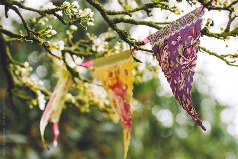 pretty bunting in a blossom tree on a sunny spring day by stocksy