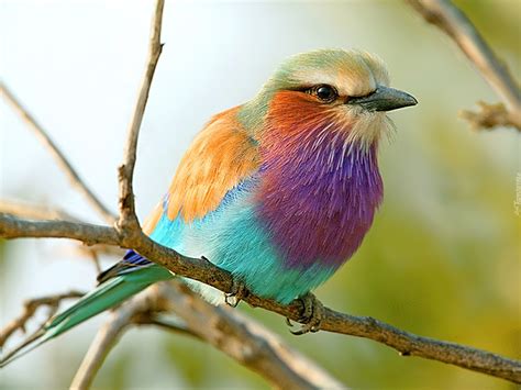 kolorowy ptak galazka