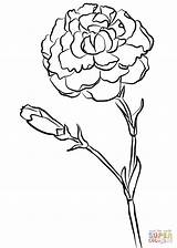 Carnation Coloring Drawing Pages Flower Carnations Simple Printable Farran Clipart Flowers Choose Board Oeillet sketch template