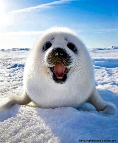 baby harp seal smiling amazing wallpapers