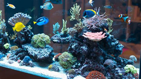 marine aquarium parentmoli