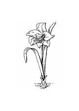 Flower Coloring Amaryllis Carnation sketch template