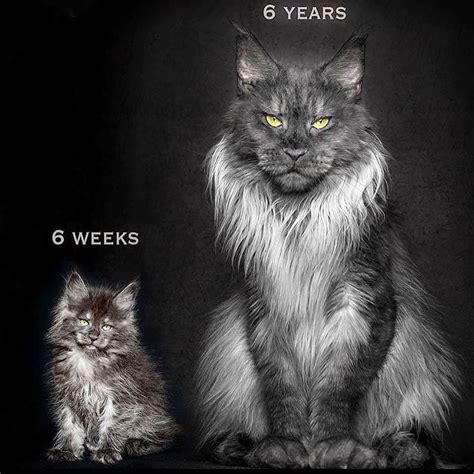 5 maine coon transformations from kitten to adult video