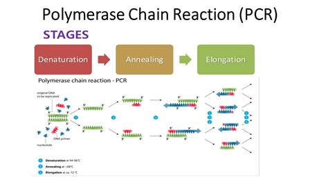 polymerase chain reaction pcr principle procedure  steps types  application