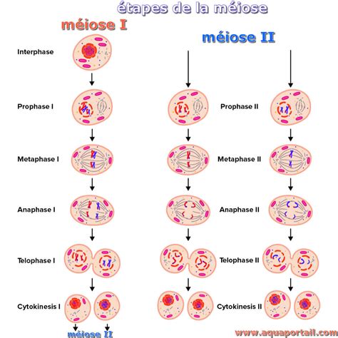 meiose definition principes  mitose