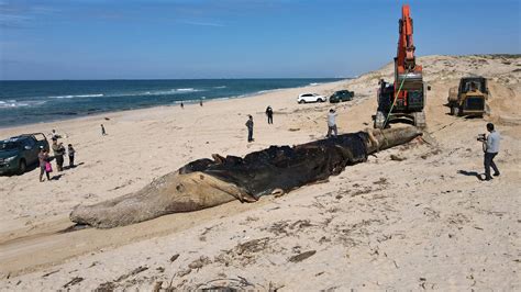 israel sluit stranden na olielek autoriteiten spreken van enorme ecologische ramp nos