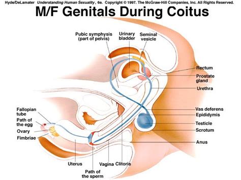 gay sex intercourse diagram