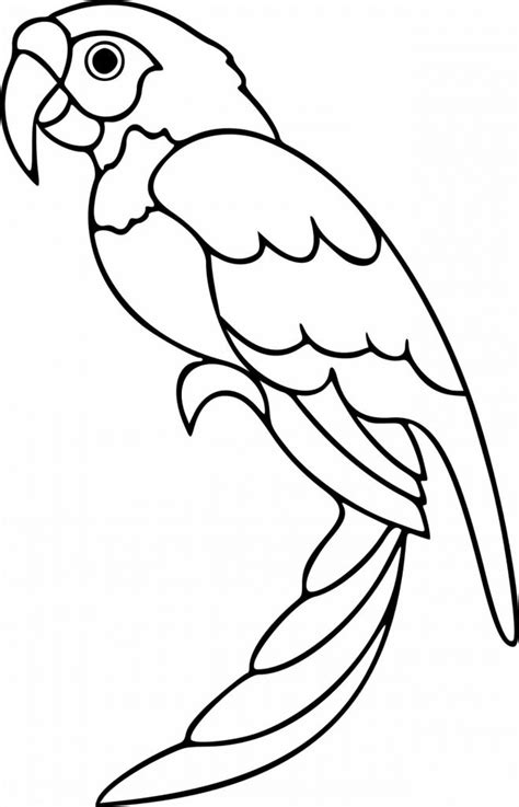 cute parrot coloring pages  kids coloring page