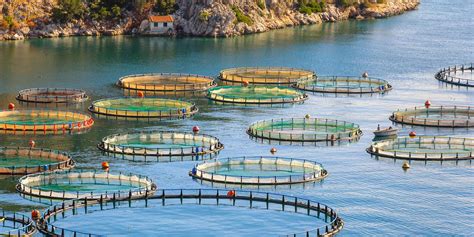 debate   florida fish farm  determine