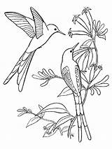 Colorir Flor Beija Flores Hummingbird Birds sketch template