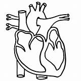 Heart Diagram Unlabeled Human Clipart sketch template