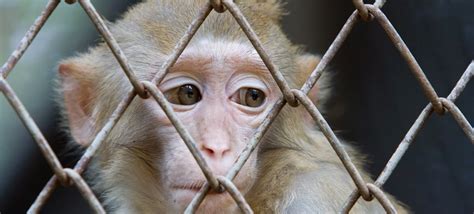 top  facts  cruelty  animals merkantilaklubbenorg