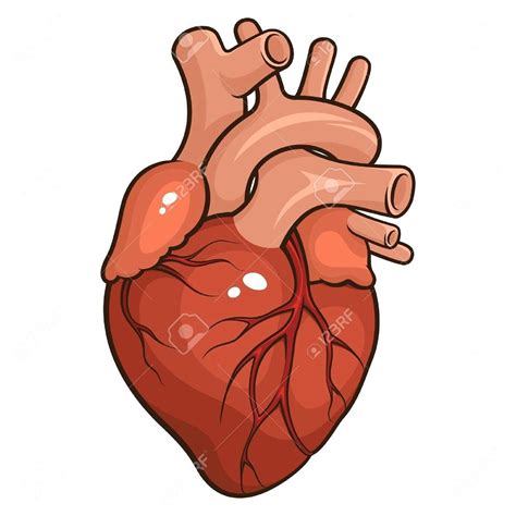 disegno cuore umano facile human heart clip art preview clip art