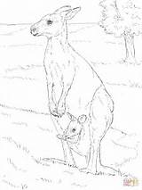 Kangaroo Coloring Joey Realistic Pages Eastern Her Animals Drawing Drawings Printable Book sketch template