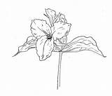 Trillium Line Melanthiaceae Grandiflorum sketch template