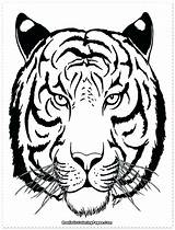 Tiger Coloring Pages Face Drawing Realistic Tigers Head Tooth Baby Adult Siberian Saber Outline Line Printable Color Animal Detroit Preschool sketch template