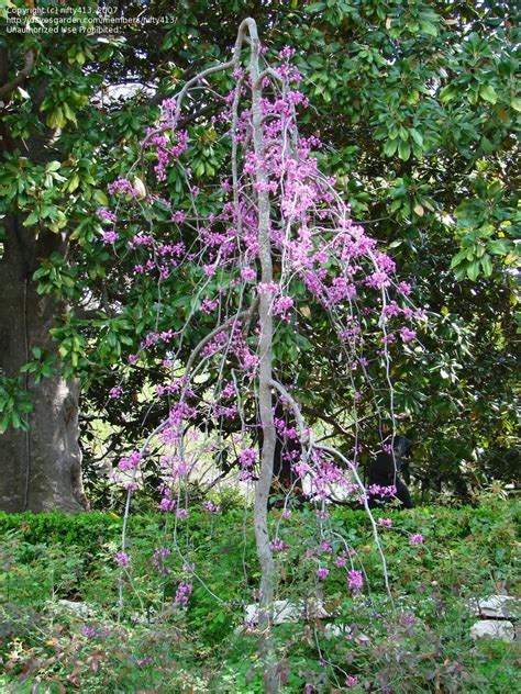 plantfiles pictures weeping redbud eastern redbud canadian redbud